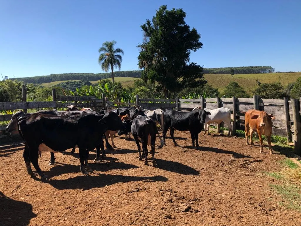 Small farm for sale of 78 acres in Itapetininga, SP, Brazil