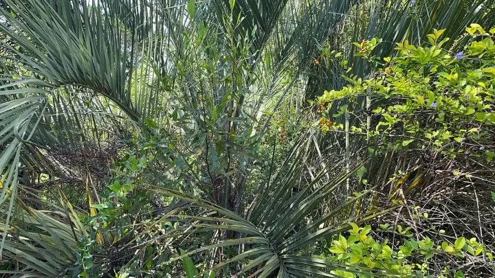 Chácara à venda de 2 ha em Viamão, RS, Brasil