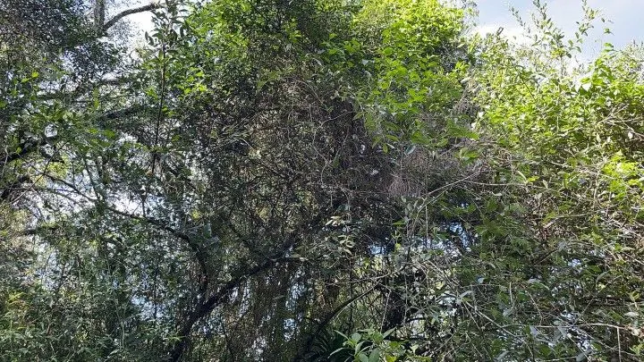 Chácara à venda de 2 ha em Viamão, RS, Brasil
