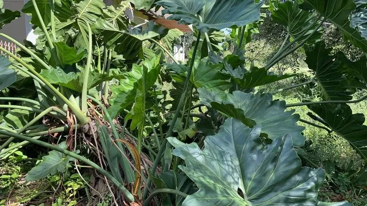 Chácara à venda de 2 ha em Viamão, RS, Brasil