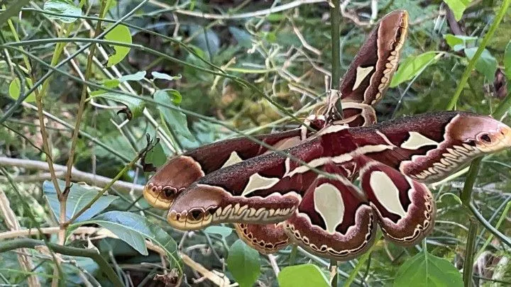 Chácara à venda de 2 ha em Viamão, RS, Brasil