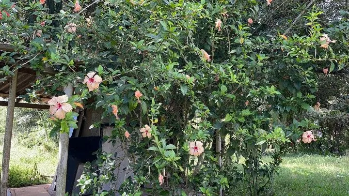 Chácara à venda de 2 ha em Viamão, RS, Brasil