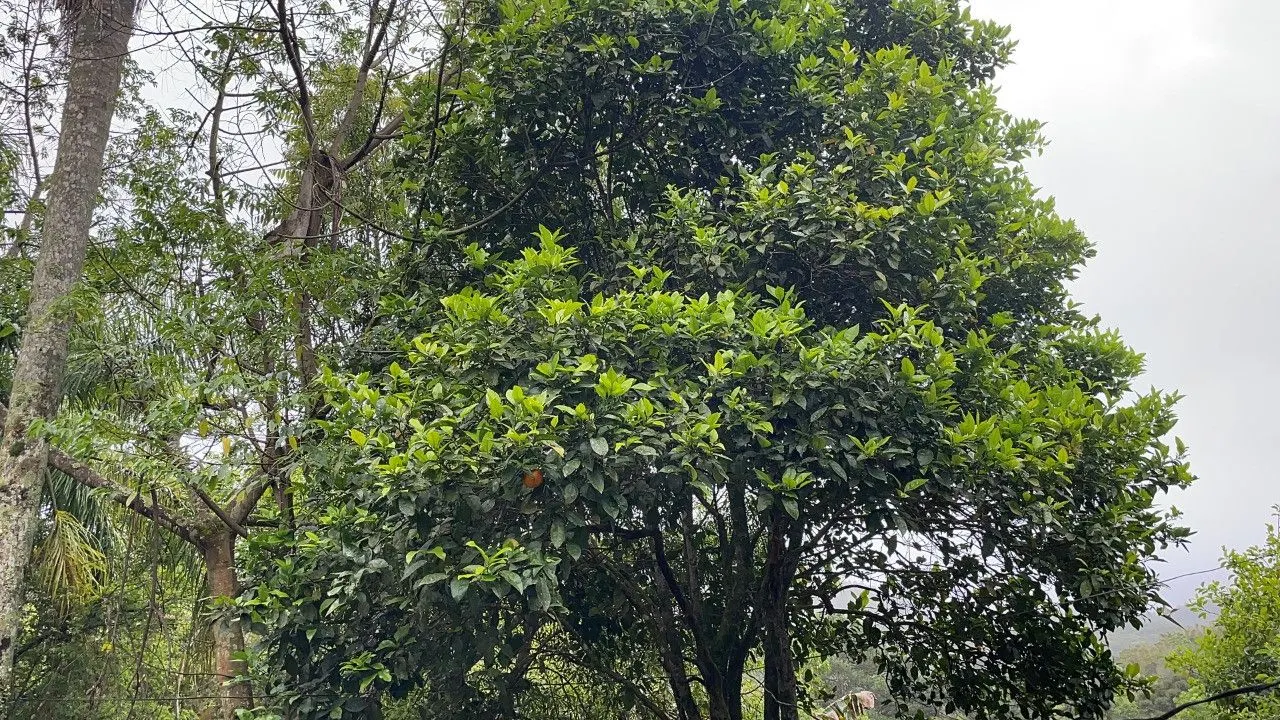 Country home for sale of 7 acres in Caraá, RS, Brazil
