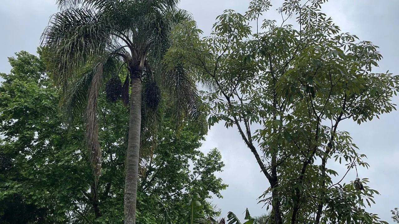 Country home for sale of 7 acres in Caraá, RS, Brazil