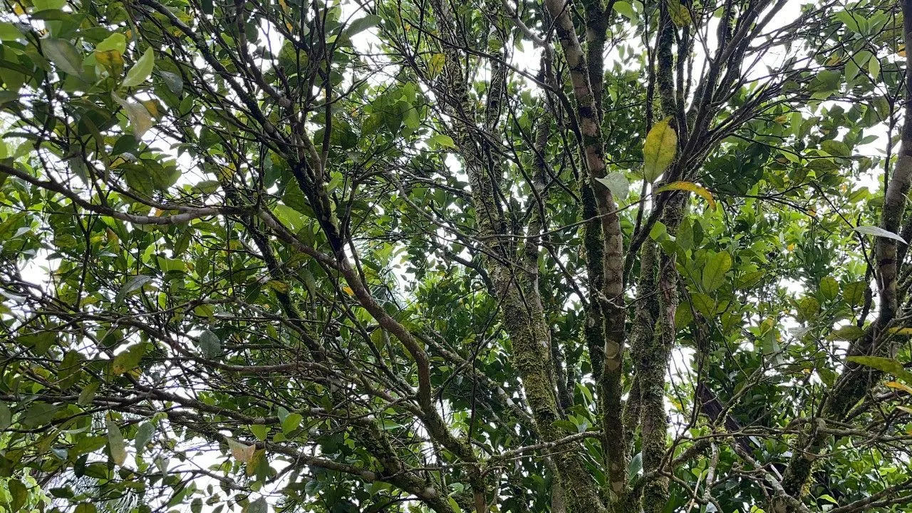 Country home for sale of 7 acres in Caraá, RS, Brazil