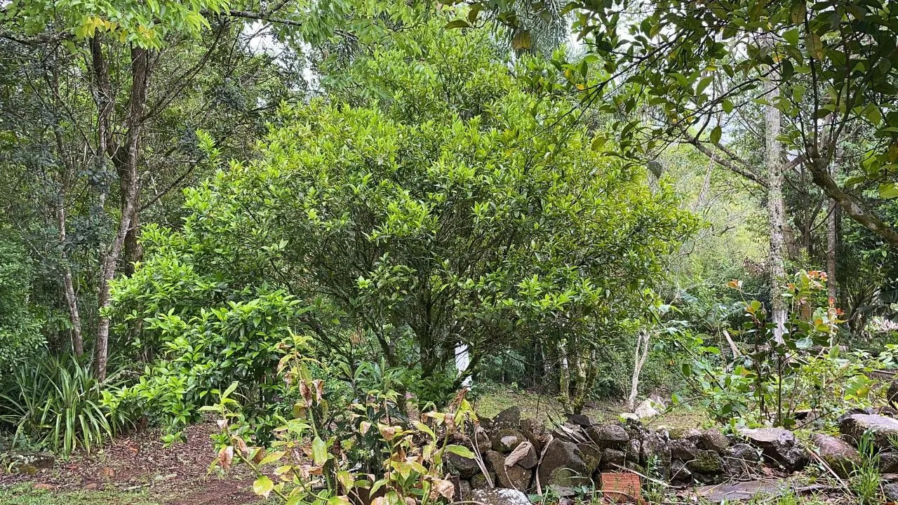 Country home for sale of 7 acres in Caraá, RS, Brazil