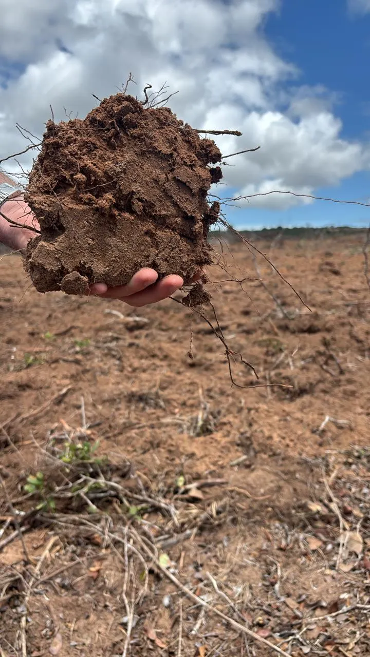 Fazenda à venda de 73 ha em Itapicuru, BA, Brasil