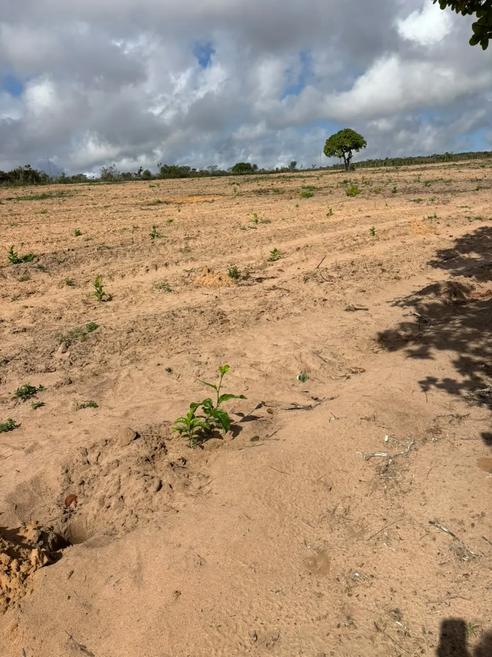 Fazenda à venda de 73 ha em Itapicuru, BA, Brasil