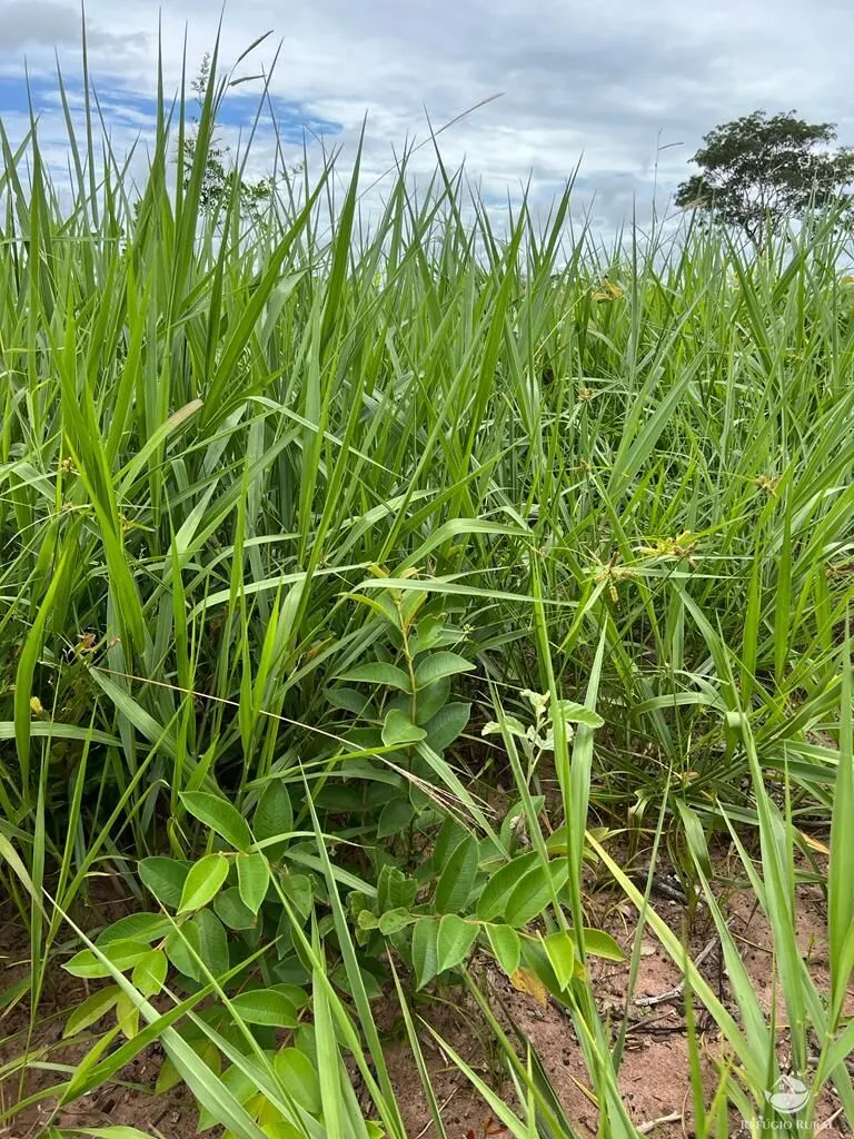 Fazenda à venda de 3.151 ha em Sinop, MT, Brasil