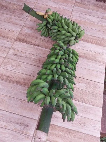 Chácara à venda de 1 ha em Riozinho, RS, Brasil