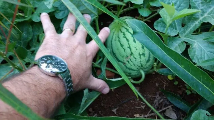 Chácara à venda de 1 ha em Riozinho, RS, Brasil