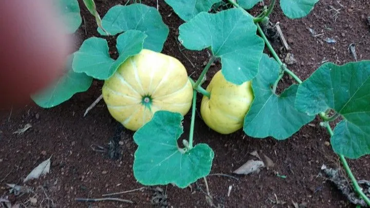Chácara à venda de 1 ha em Riozinho, RS, Brasil