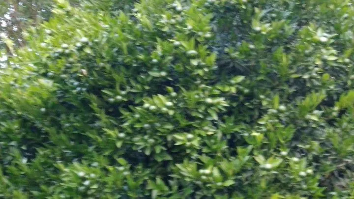 Chácara à venda de 1 ha em Riozinho, RS, Brasil