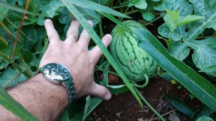 Chácara à venda de 1 ha em Riozinho, RS, Brasil