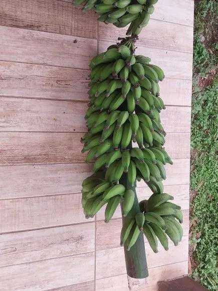 Chácara à venda de 1 ha em Riozinho, RS, Brasil