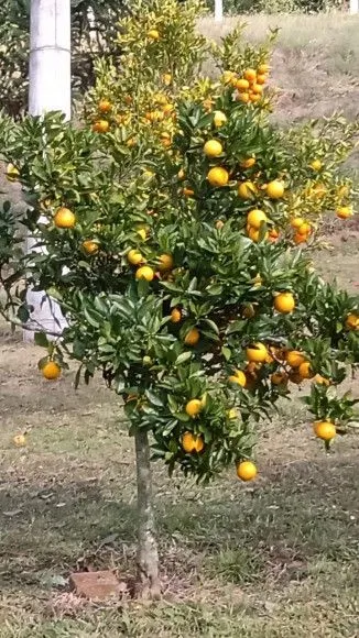 Chácara à venda de 1 ha em Riozinho, RS, Brasil