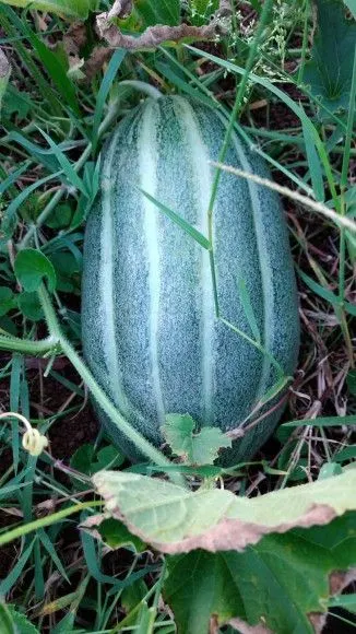 Chácara à venda de 1 ha em Riozinho, RS, Brasil