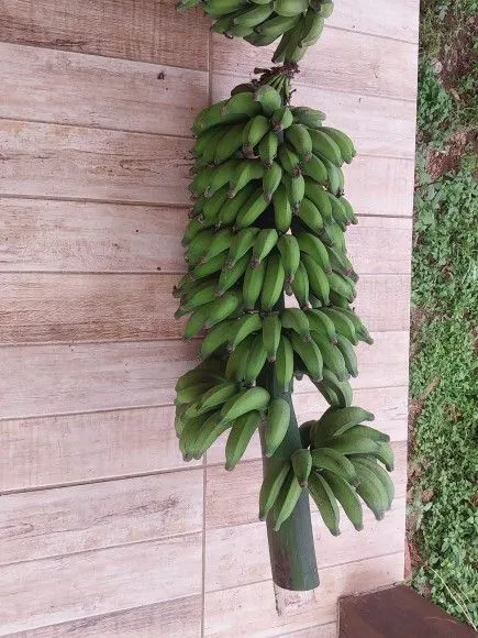 Chácara à venda de 1 ha em Riozinho, RS, Brasil
