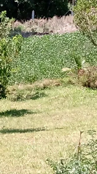 Chácara à venda de 1 ha em Riozinho, RS, Brasil