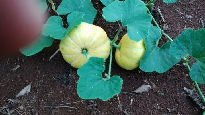 Chácara à venda de 1 ha em Riozinho, RS, Brasil