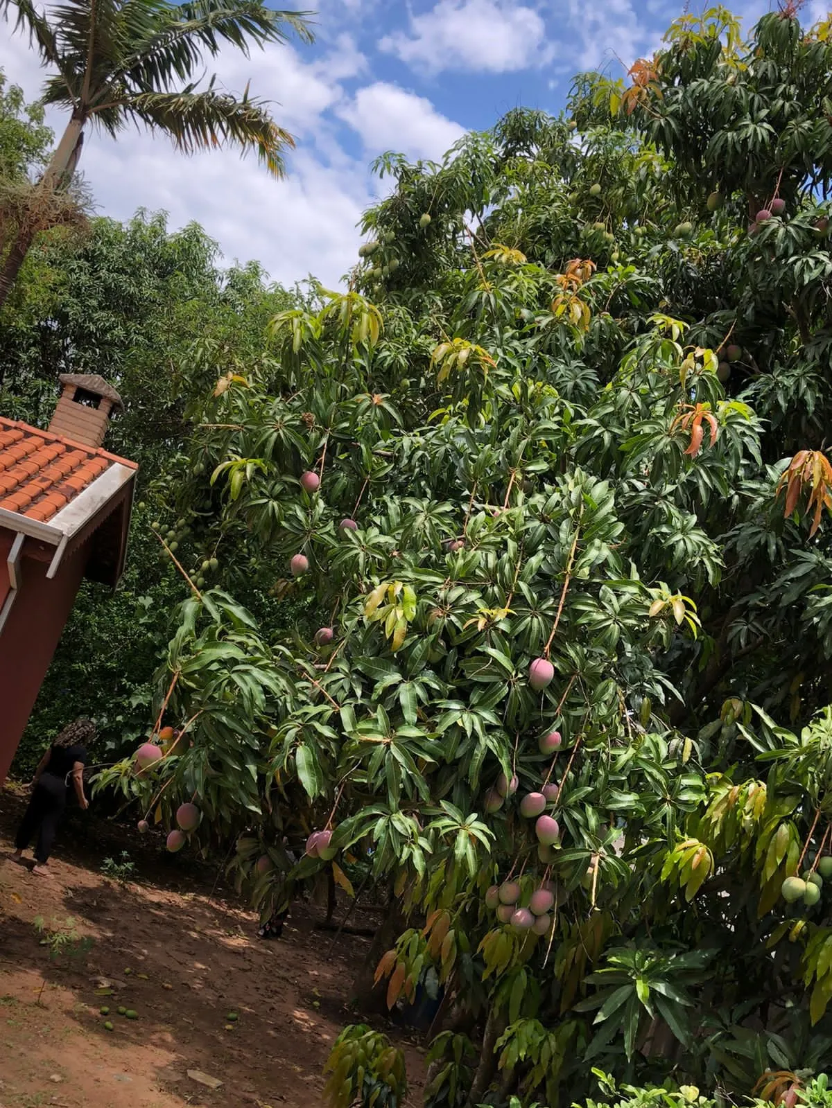 Chácara à venda de 986 m² em Artur Nogueira, SP, Brasil