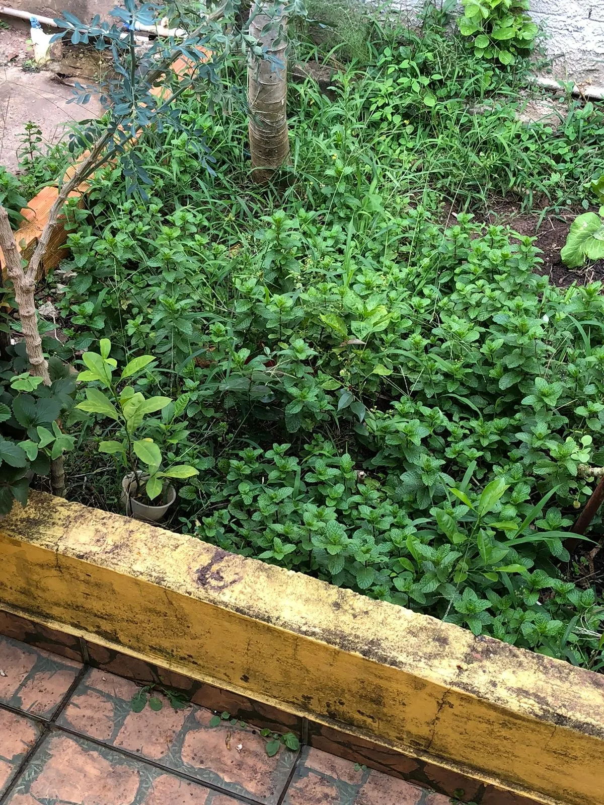 Chácara à venda de 986 m² em Artur Nogueira, SP, Brasil