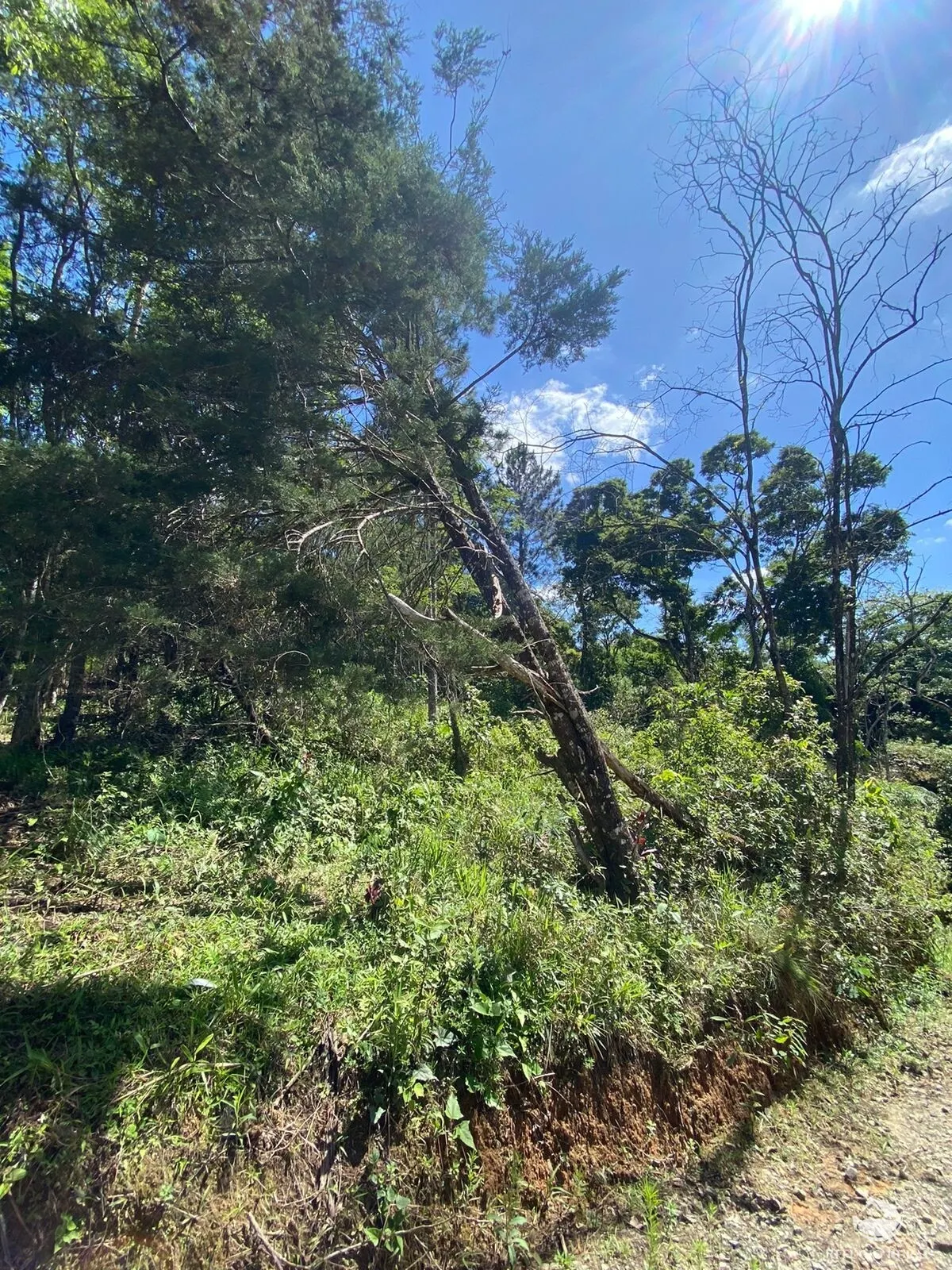 Small farm for sale of 17 acres in Igaratá, SP, Brazil