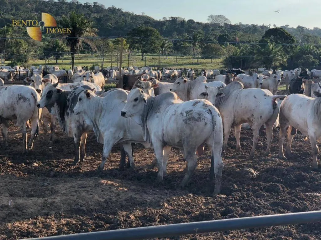 Farm for sale of 5,147 acres in Juara, MT, Brazil