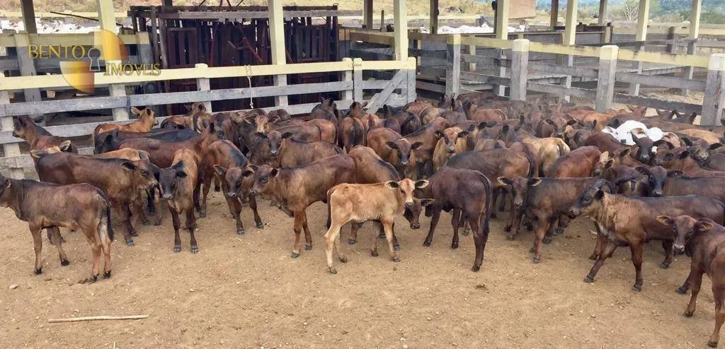 Farm for sale of 5,147 acres in Juara, MT, Brazil