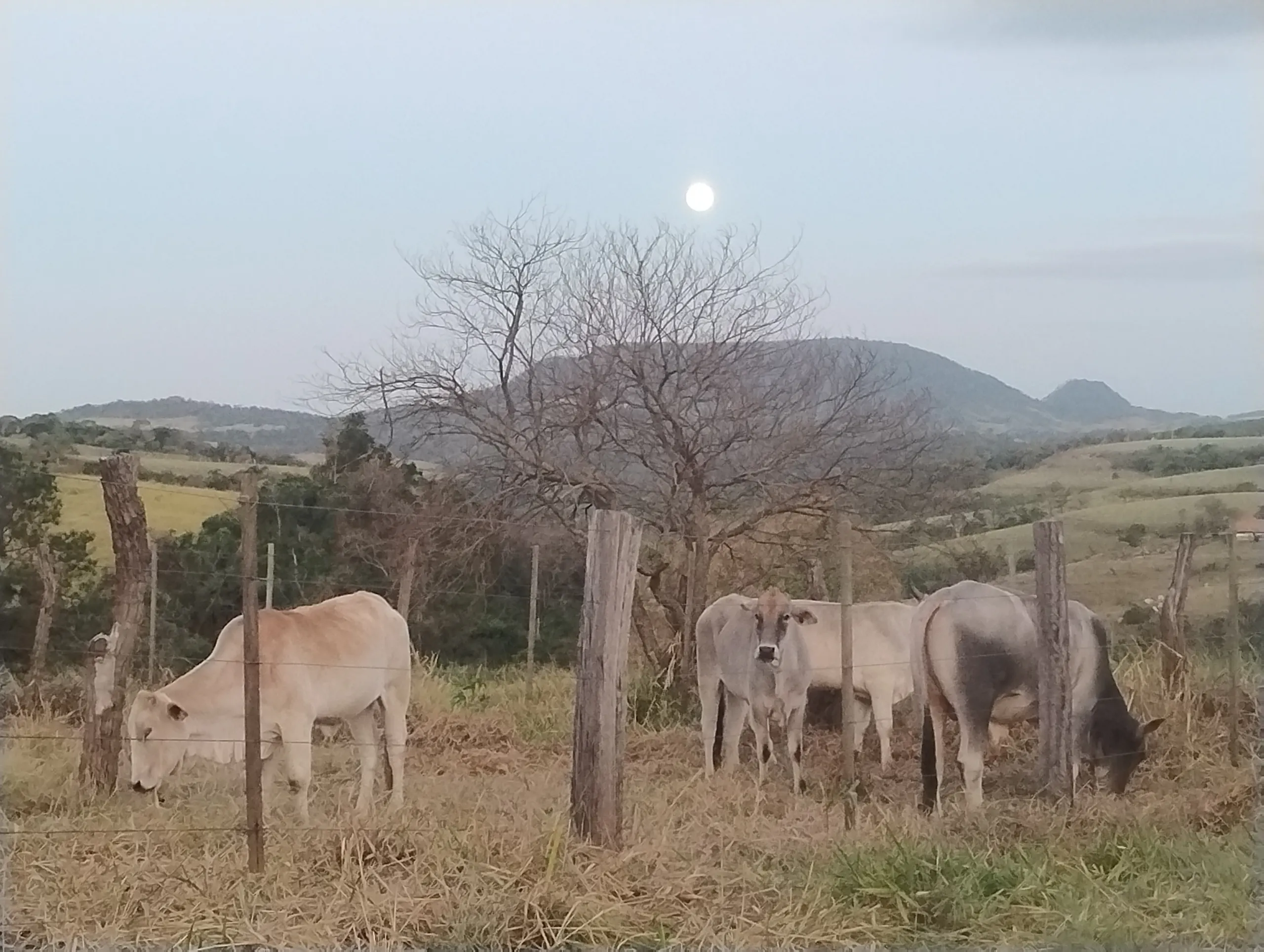 Sítio à venda de 31 ha em Bofete, SP, Brasil