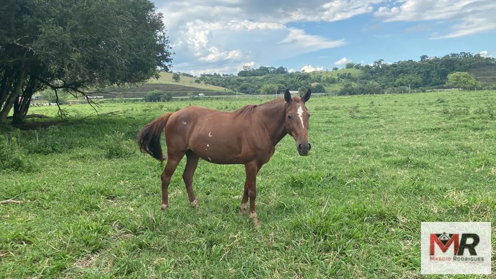 Fazenda à venda de 121 ha em Cambuí, MG, Brasil