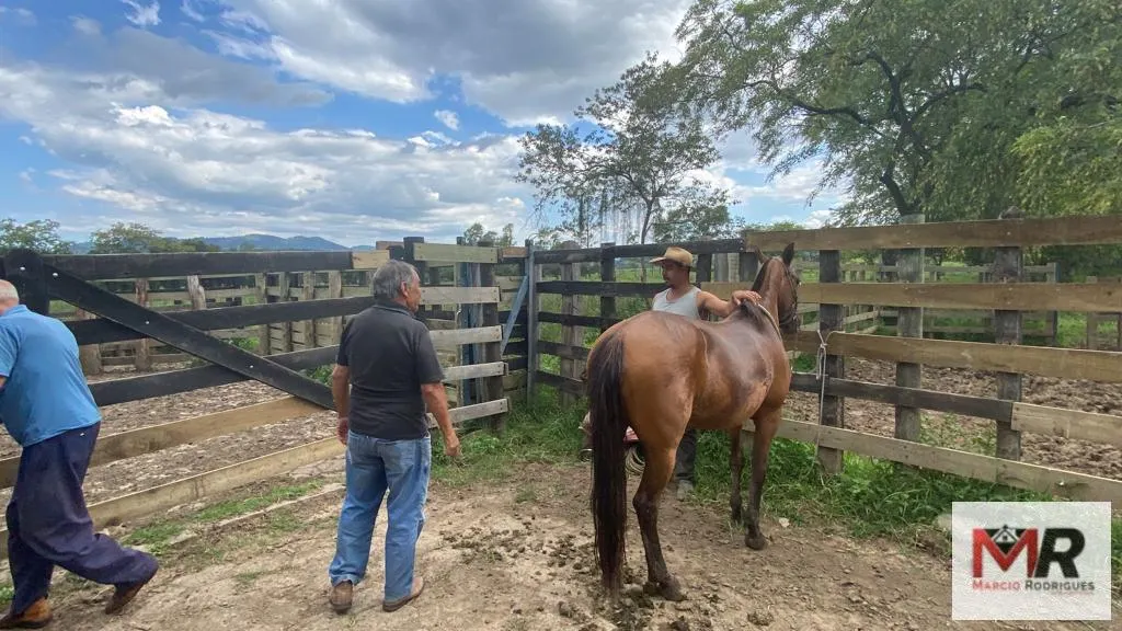 Fazenda à venda de 121 ha em Cambuí, MG, Brasil