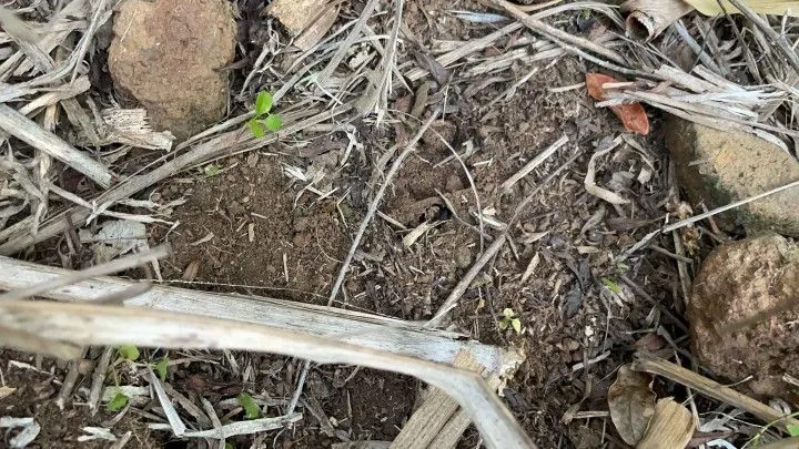 Chácara à venda de 2 ha em Santo Antônio da Patrulha, RS, Brasil