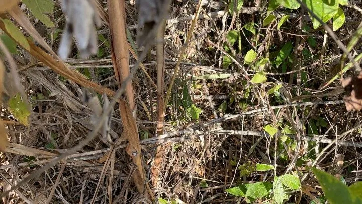 Chácara à venda de 2 ha em Santo Antônio da Patrulha, RS, Brasil