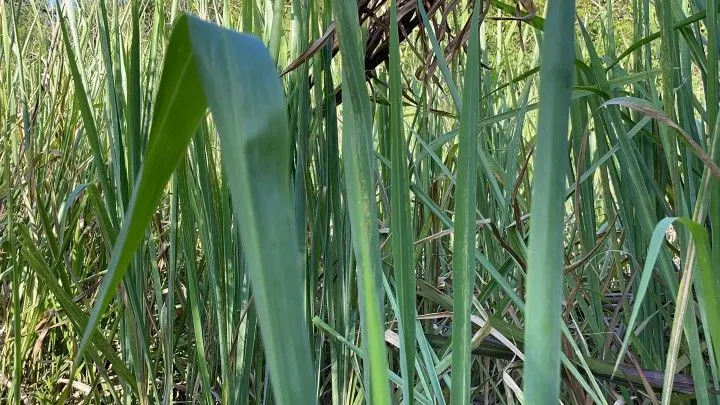 Chácara à venda de 2 ha em Santo Antônio da Patrulha, RS, Brasil
