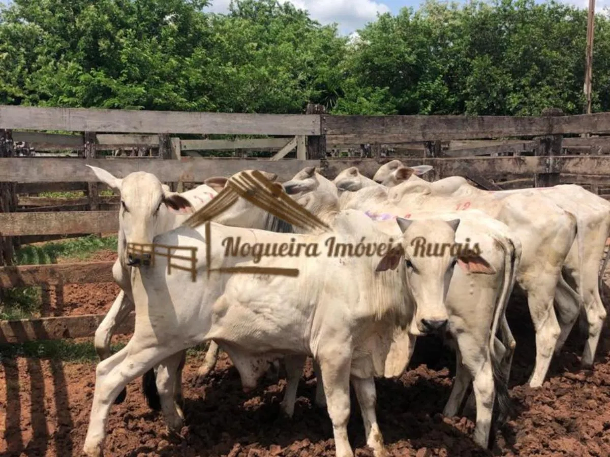 Fazenda à venda de 179 ha em Garça, SP, Brasil