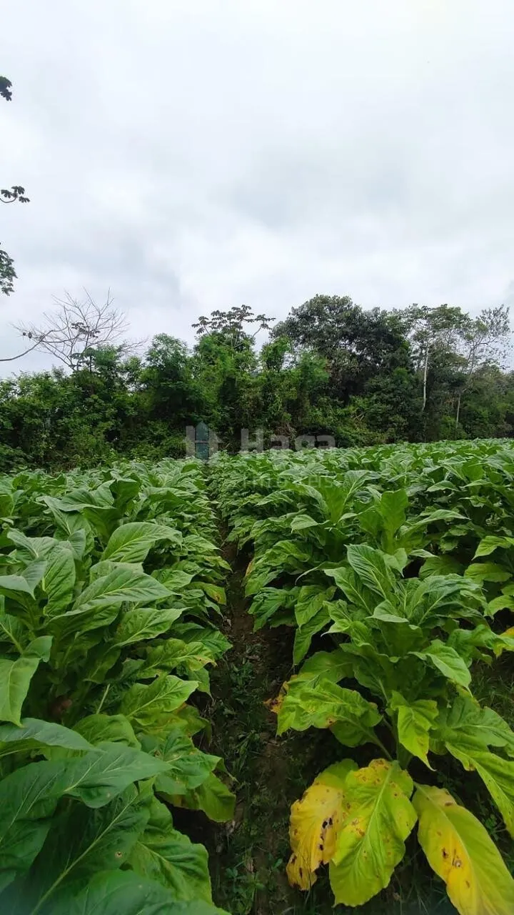 Fazenda à venda de 3 ha em São João Batista, SC, Brasil