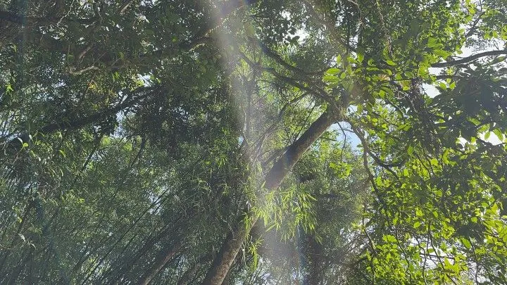 Chácara à venda de 3.900 m² em Parobé, RS, Brasil