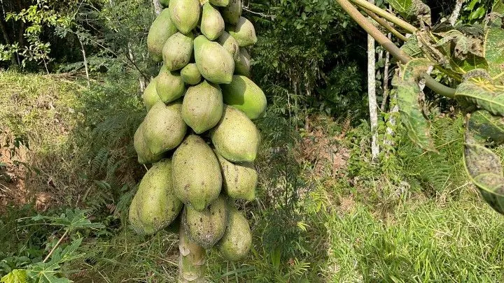 Chácara à venda de 3.900 m² em Parobé, RS, Brasil