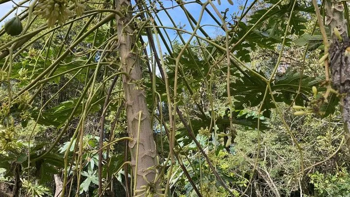 Chácara à venda de 3.900 m² em Parobé, RS, Brasil