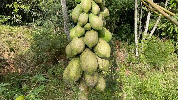 Chácara à venda de 3.900 m² em Parobé, RS, Brasil