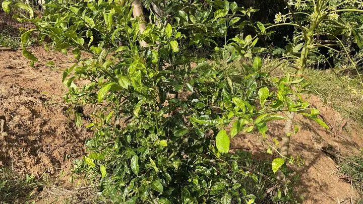 Chácara à venda de 3.900 m² em Parobé, RS, Brasil