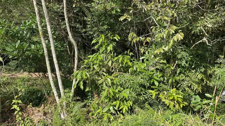 Chácara à venda de 3.900 m² em Parobé, RS, Brasil