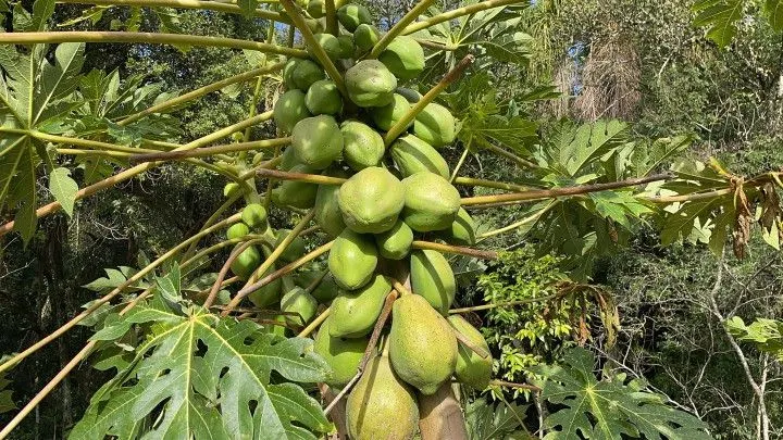 Chácara à venda de 3.900 m² em Parobé, RS, Brasil