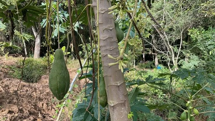 Chácara à venda de 3.900 m² em Parobé, RS, Brasil