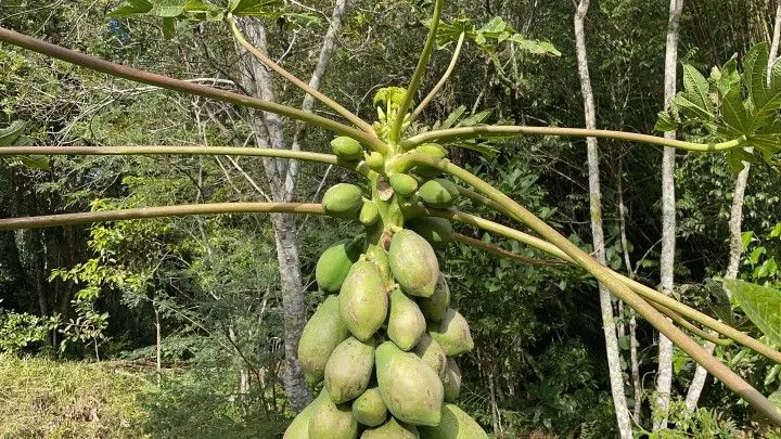 Chácara à venda de 3.900 m² em Parobé, RS, Brasil