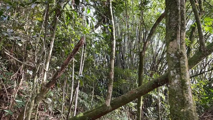 Chácara à venda de 3.900 m² em Parobé, RS, Brasil