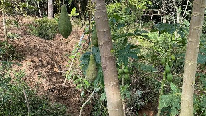 Chácara à venda de 3.900 m² em Parobé, RS, Brasil