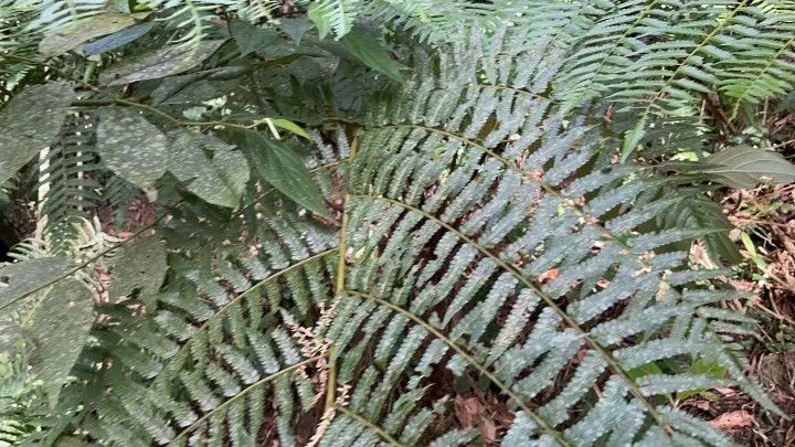 Chácara à venda de 3.900 m² em Parobé, RS, Brasil