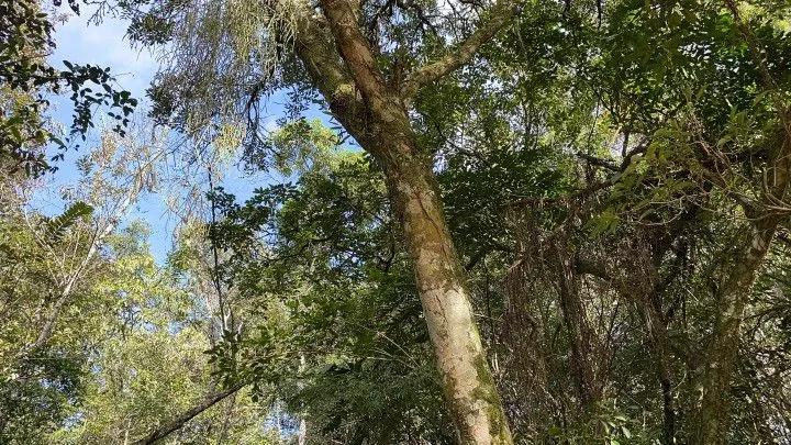 Chácara à venda de 3.900 m² em Parobé, RS, Brasil